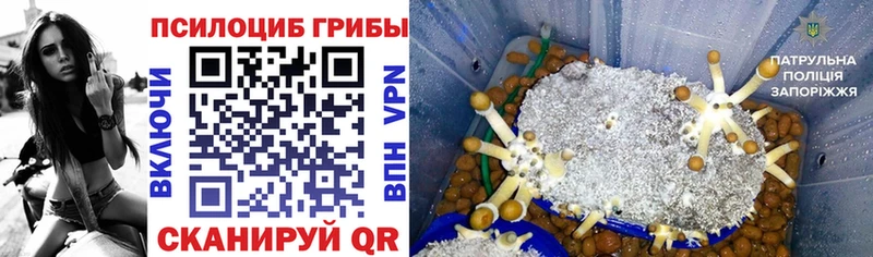 наркота  Советский  Псилоцибиновые грибы Psilocybe 